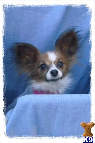 Papillon Puppies for Sale